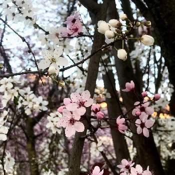 スモモの花の投稿画像一覧 Greensnap グリーンスナップ