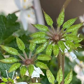 バイカオウレンの袋果の投稿画像一覧 Greensnap グリーンスナップ