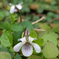 スミレ,山野草,花のある暮らし,野に咲くお花の画像