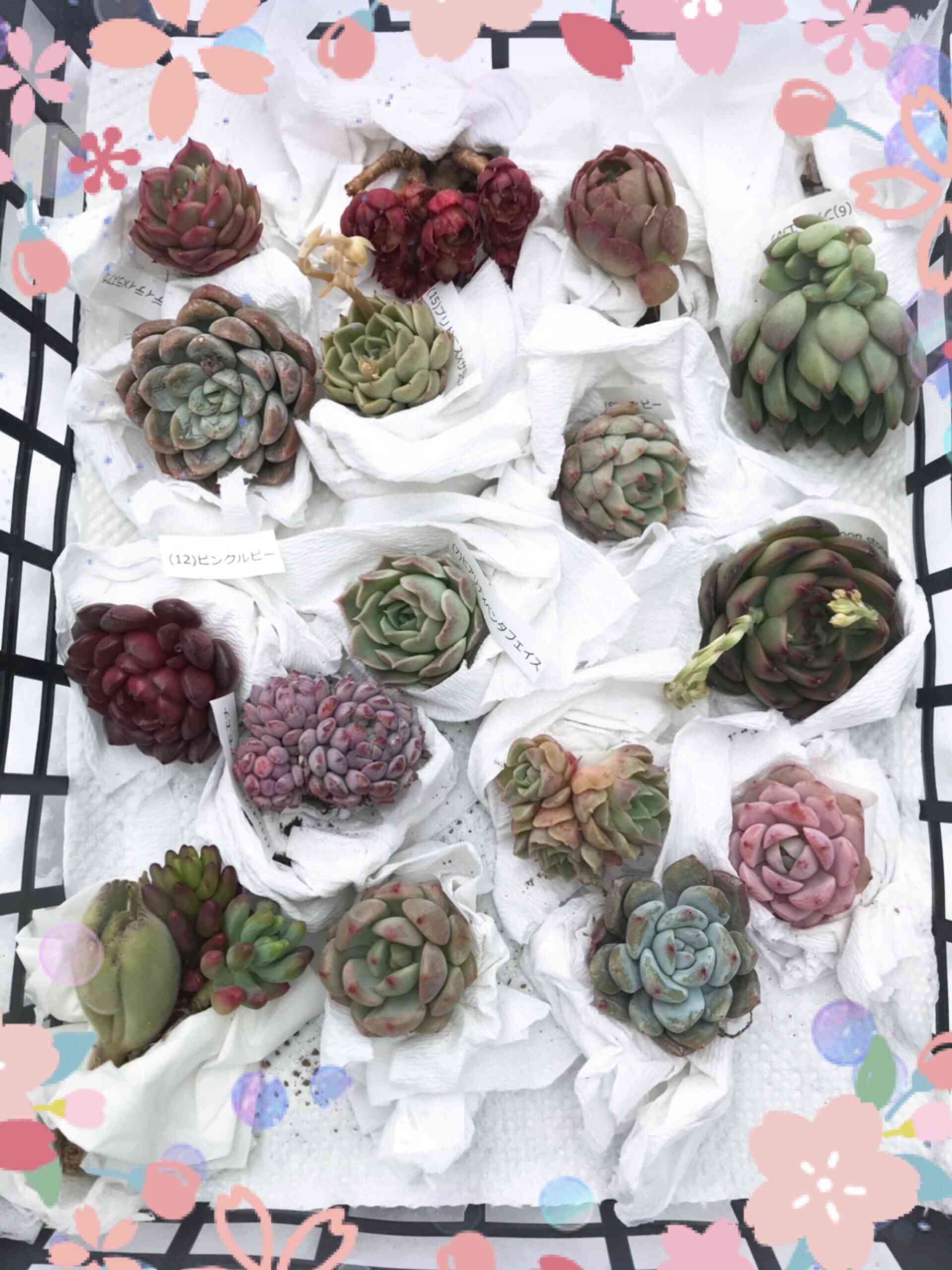 ヤンジン♡の一覧｜🍀GreenSnap（グリーンスナップ）