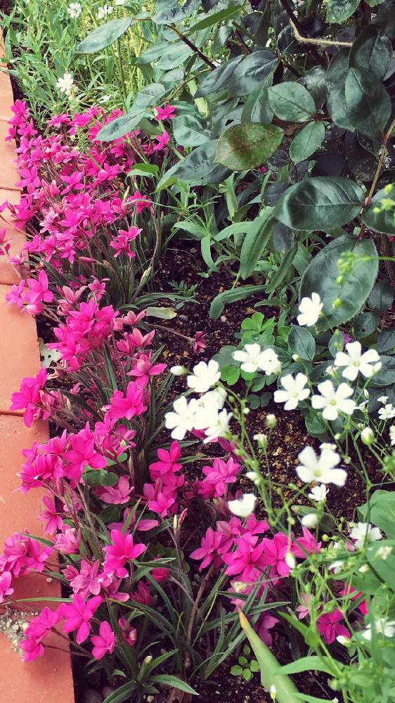 の画像 by 磯さんさん | 至福のひとときとレンガの庭とみんながんばろうとあともう少し❗とアッツ桜♡とガーデニング初心者と❤️いいね、ありがとうと花のある暮らしと小さなお庭
