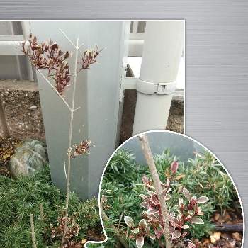 へこたれマジドラの投稿画像一覧 Greensnap グリーンスナップ へこたれマジドラの投稿画像一覧 Greensnap グリーンスナップ