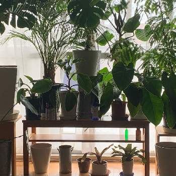 幹上がりモンステラの投稿画像一覧 Greensnap グリーンスナップ