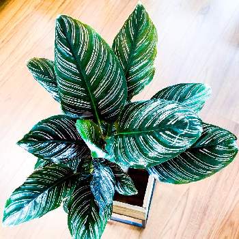 カラテア サンデリアーナの投稿画像一覧 Greensnap グリーンスナップ