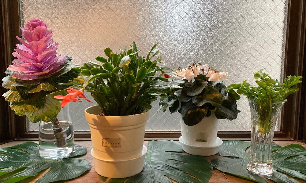 フェイクグリーンの投稿画像 By アンズさん 大根 水耕栽培とシクラメン 恋心とデンマーク カクタス フリーダと１鉢と葉牡丹 水挿しと窓辺とフェイクグリーンと大根 水耕栽培とシクラメン 恋心とデンマーク カクタス フリーダと１鉢と葉牡丹 水挿し 21月3月5日