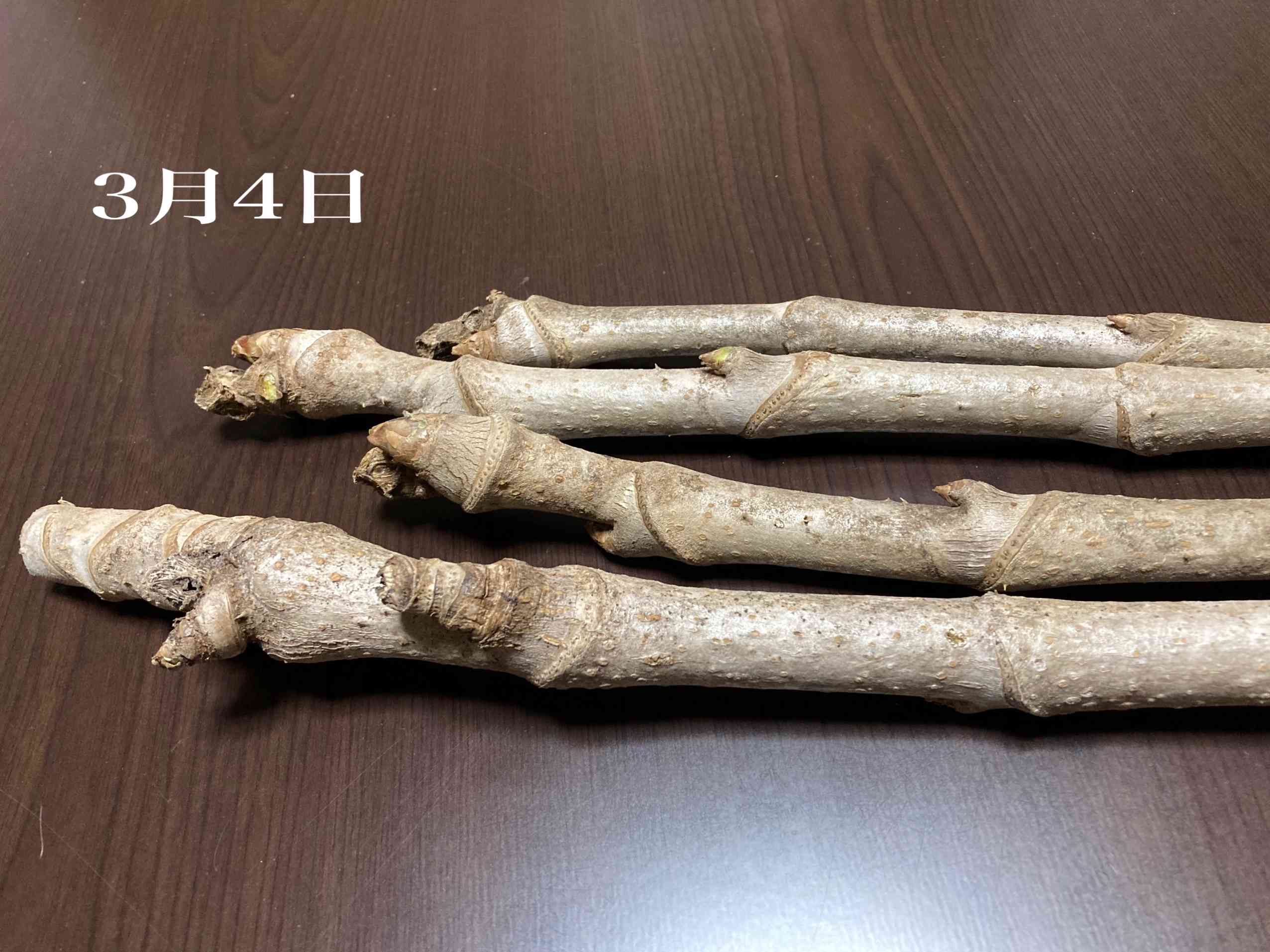 タラの芽の成長｜🍀GreenSnap（グリーンスナップ）