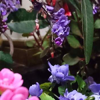 パルマすみれオーロラの画像 by あさがおさん | 玄関と春に向けてとアイビーゼラニウム♡とパルマすみれオーロラと鉢植えの花と花いっぱい！とおうち園芸と花を楽しむと2021と꒰ღ˘◡˘ற꒱かわゅ~とハーデンベルギア☆