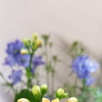 コメリ 日野 の投稿画像一覧 Greensnap グリーンスナップ