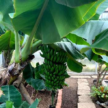 過去の花メモの投稿画像一覧 Greensnap グリーンスナップ