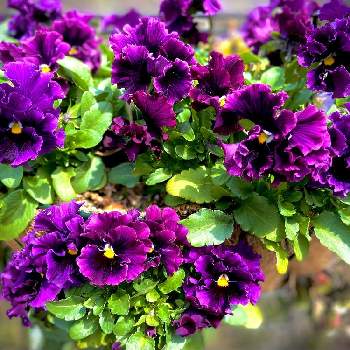 紫のパンジーの画像 by akoさん | 小さな庭とパンジーと紫のパンジーとガーデニング初心者とハンギングと花のあるくらし