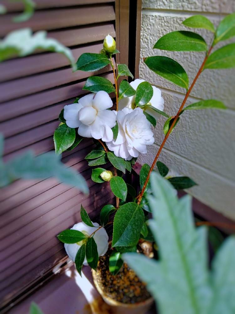 の画像 by TAYA's lab.さん | ✨Kｻﾜﾀﾞ✨と白い椿とつばきの花と八重咲きと白いお花と和の花と八重咲きの椿とたや㊗️1年経過