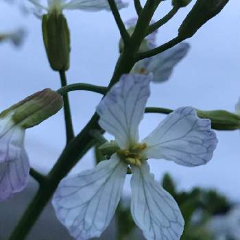 菜の花 大根の花 の投稿画像一覧 Greensnap グリーンスナップ