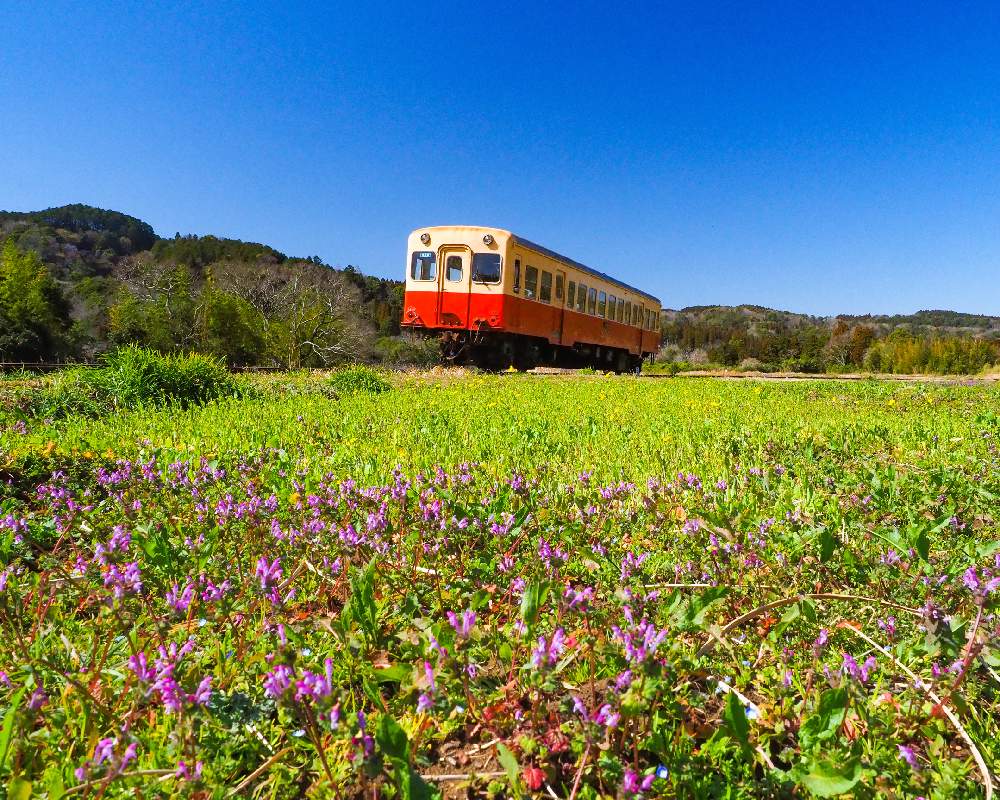 小湊鉄道の投稿画像 By Hagiさん ホトケノザ とミラーレス一眼と菜の花畑 とお散歩とオオイヌノフグリ 21月3月6日 Greensnap グリーンスナップ