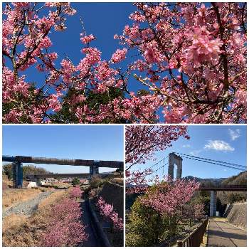 風の吊り橋の画像 by たえポンさん | お出かけ先といやし♡と秦野市戸川公園ときれい✨と花のある暮らしと風の吊り橋とオカメザクラ♪