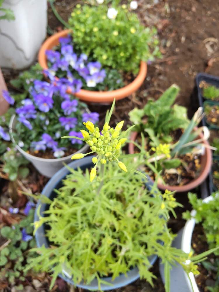 水菜の投稿画像 By 三日boseさん 小さな庭と金曜日の蕾たちと金曜日の蕾たち 21月3月6日 Greensnap グリーンスナップ Greensnap グリーンスナップ