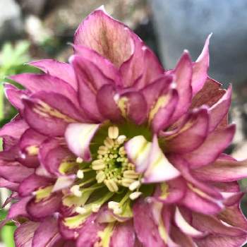 クリスマスローズ クレオパトラの投稿画像一覧 Greensnap グリーンスナップ