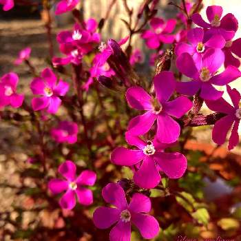 ツルコザクラの花の投稿画像一覧 Greensnap グリーンスナップ