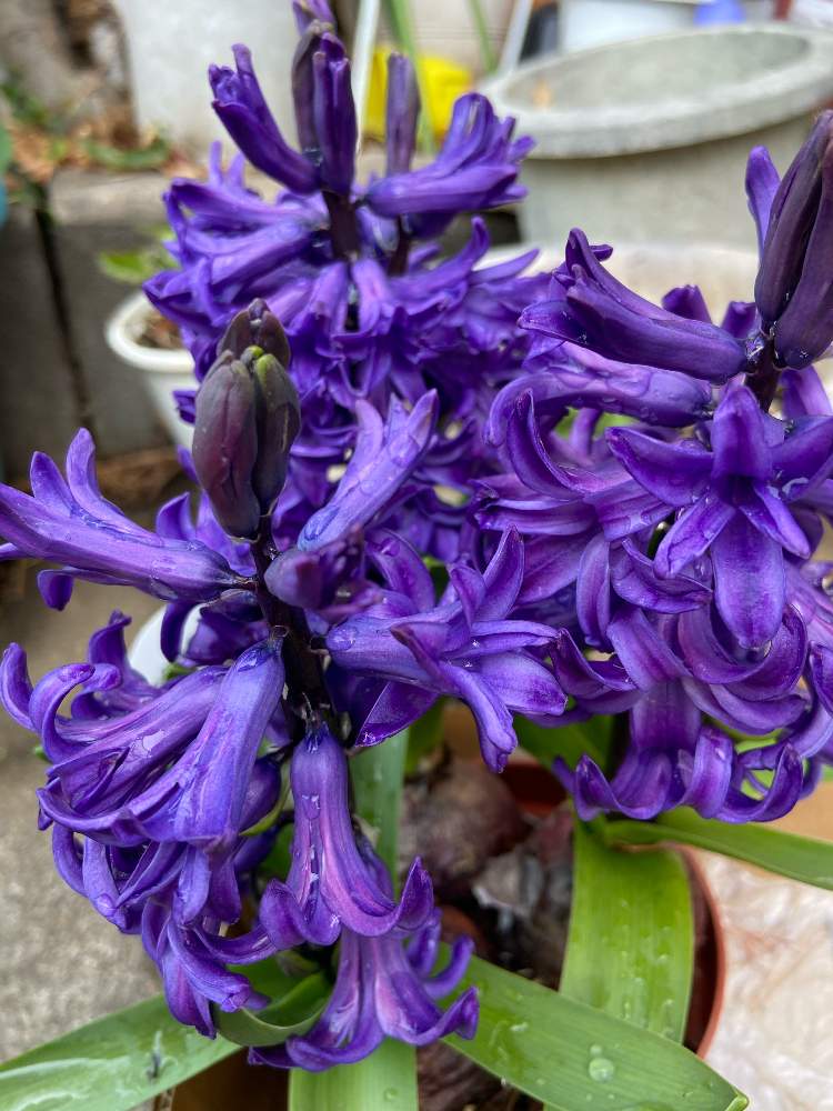 ヒヤシンスの投稿画像 By マツリカさん 21月3月6日 Greensnap グリーンスナップ
