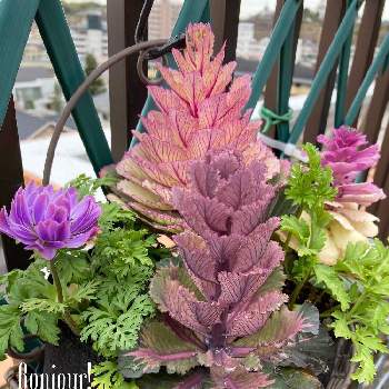 クラシカルボンボンの投稿画像一覧 Greensnap グリーンスナップ