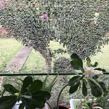 アデニウム オベスム Greensnap グリーンスナップ