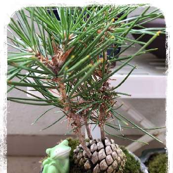 松ぼっくり盆栽の投稿画像一覧 Greensnap グリーンスナップ