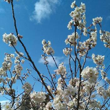 さくらんぼの花の投稿画像一覧 Greensnap グリーンスナップ