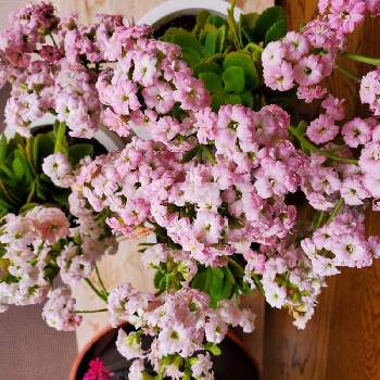 花癒しの画像 by momoさん | カランコエと今日の私の写真とおうち園芸と花のある日常と花好きと花のある暮らしと花癒し