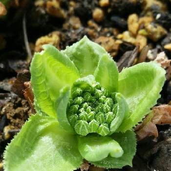 玉咲きサクラソウの投稿画像一覧 Greensnap グリーンスナップ