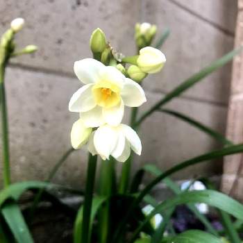 シラー 球根つりがね草 の投稿画像一覧 Greensnap グリーンスナップ シラー 球根つりがね草 の投稿画像一覧 Greensnap グリーンスナップ