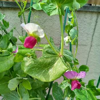 サヤエンドウの花の投稿画像一覧 Greensnap グリーンスナップ