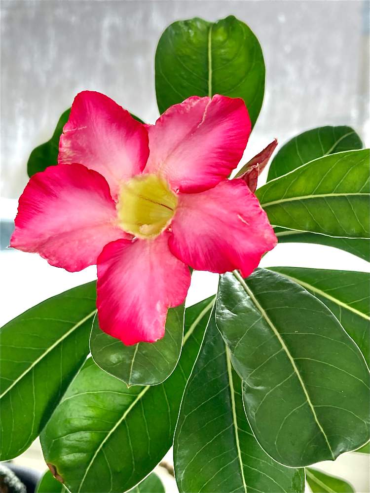 アデニウムの投稿画像 By 大福 もこもこ さん 砂漠のバラとアデ子と多肉植物と栽培記録と砂漠の薔薇 アデニウムと花のある暮らしと北海道と窓辺と多肉植物と栽培記録と砂漠の薔薇 アデニウムと花のある暮らしと北海道 21月3月6日 Greensnap グリーンスナップ