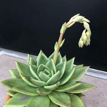 リンゴスターの投稿画像一覧 Greensnap グリーンスナップ