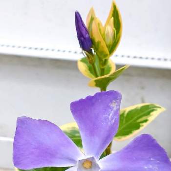 御自愛くださいの画像 by hiroさん | フェンスとツルニチニチソウ♡ともうすぐ春ですねと医療関係者に感謝と御自愛くださいとコロナに負けるな‼️と青い花マニア