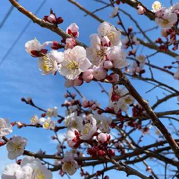 期待♡の画像 by コアラさん | 小さな庭と梅の花と期待♡とピンクの花と梅干し作りと春の香りと春の訪れと蕾がいっぱいと花のある暮らし