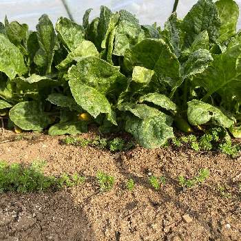 植物の種の投稿画像一覧 Greensnap グリーンスナップ