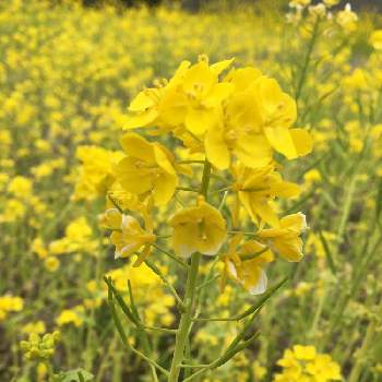 花粉症に負けないの投稿画像一覧 Greensnap グリーンスナップ