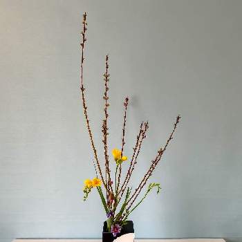 イリスの投稿画像一覧 Greensnap グリーンスナップ