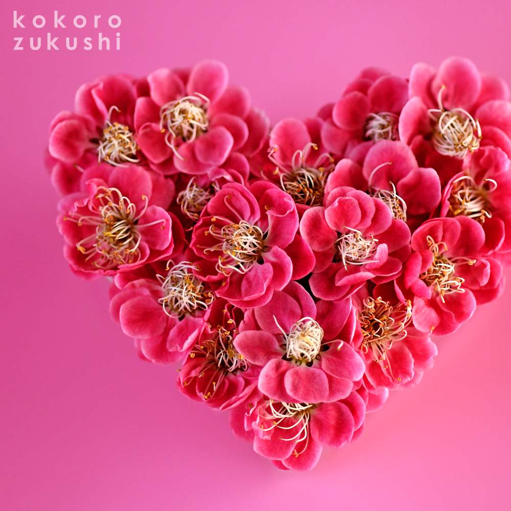 紅梅の投稿画像 By Kokorozukushiさん ピンクの花とハートアレンジとハートの形 とhappy とgs映えとgs日和と今日の一枚と今日のお花と花のある暮らしと花あしらいと 松竹梅 21月3月6日 Greensnap グリーンスナップ