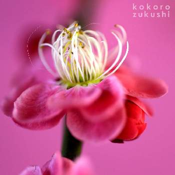  松竹梅の画像 by kokorozukushiさん | インテリアと紅梅とピンクの花とハートアレンジとハートの形とHAPPY～♥とGS映えとGS日和と今日の一枚と今日のお花と花のある暮らしと花あしらいと 松竹梅