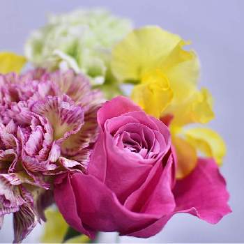 サクハナプランの画像 by 花eriさん | 部屋とカーネーションとスイートピーとバラと植物のある暮らしとバラのある暮らしとサクハナプランと暮らしに花をと花のある暮らしと日比谷花壇と花が好きとバラを楽しむ