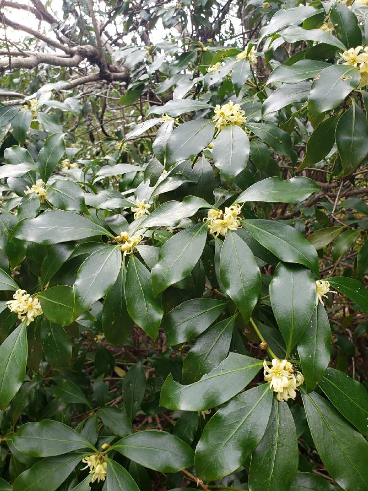 シキミの投稿画像 By Azlさん シキミの花とgs映えとgreen Up 21月3月6日 Greensnap グリーンスナップ