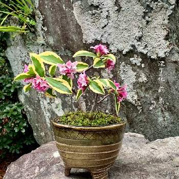 斑入り沈丁花 前島の投稿画像一覧 Greensnap グリーンスナップ