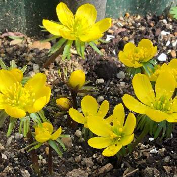 黄花節分草の投稿画像一覧 Greensnap グリーンスナップ 黄花節分草の投稿画像一覧 Greensnap グリーンスナップ