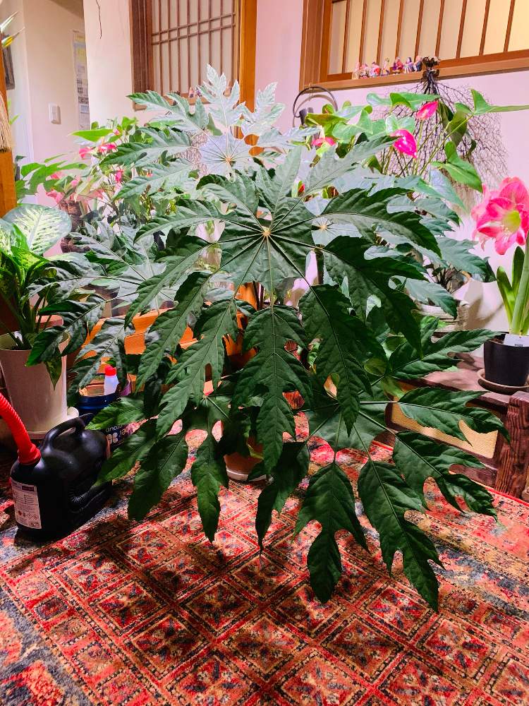 特大 トラべシア パルマータ 7号鉢 大きな雪の結晶形の葉 トレベシア・