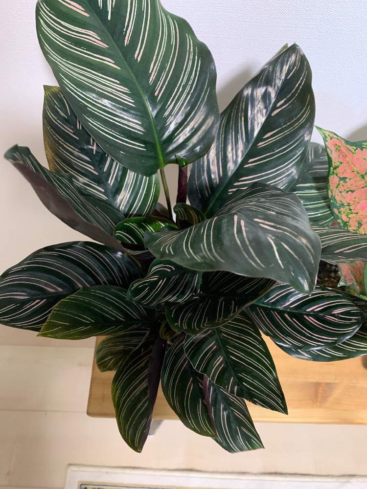 カラテアの投稿画像 By ちあきさん カラテアサンデリアーナ 21月3月6日 Greensnap グリーンスナップ