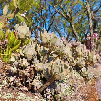 メキシコ原産の投稿画像一覧 Greensnap グリーンスナップ