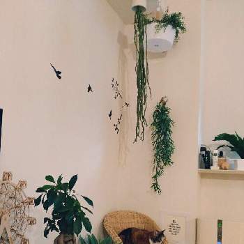 いなざうるす屋さんの投稿画像一覧 Greensnap グリーンスナップ