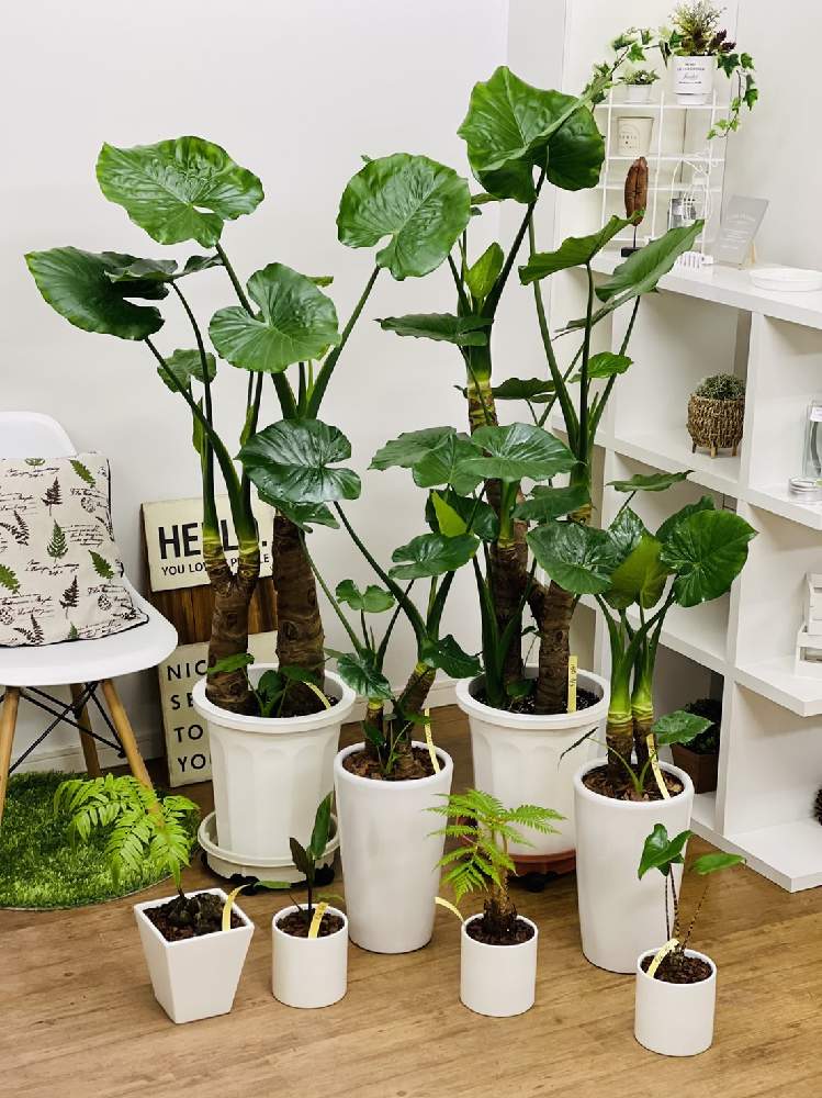 クワズイモの投稿画像 By E Ranさん リュウビンタイとヒカゲヘゴとアロカシア ゼブリナとアロカシア ラウテルバキアナと観葉植物を楽しむとレア植物と観葉植物と植物のある暮らしとグリーンのある暮らしとグリーンインテリアと植物との時間と観葉植物好きと クワズイモ