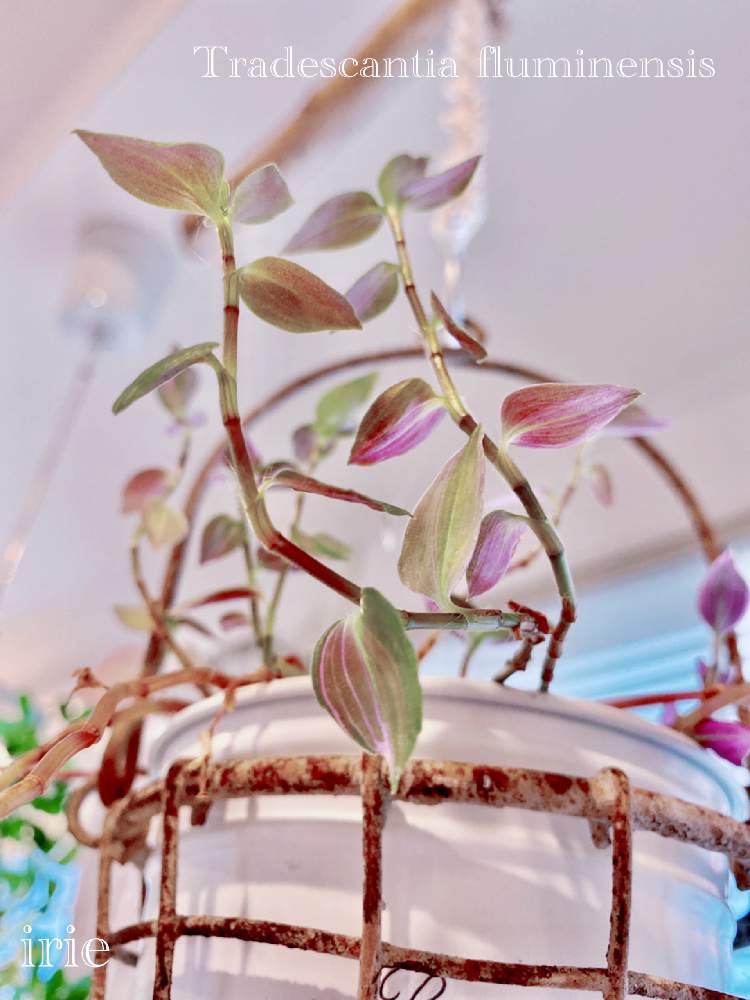 観葉植物の投稿画像 By アィリィさん トラカンと葉っぱとラベンダー色と成長記録と可愛い 21月3月7日 Greensnap グリーンスナップ