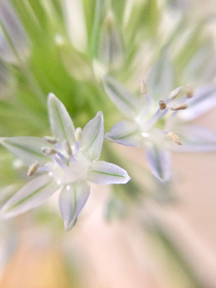 アリウムの投稿画像 By ともよさん 水色の花とスマホ撮影とマクロレンズとハナノヒと花のある暮らしとブルーの花とお花のある生活と日比谷花壇と切り花 21月3月7日 Greensnap グリーンスナップ アリウムの投稿画像 By ともよさん 水色の花とスマホ撮影とマクロレンズとハナノヒと花のある暮らしとブルーの花とお花のある生活と日比谷花壇と切り花 21月3月7日 Greensnap グリーンスナップ